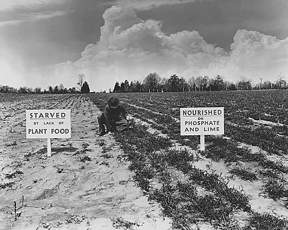 Historical photograph H2. A TVA test field, 1942: a person examines vegetation between plots labeled untreated and treated with phosphate and lime. The contrasting growth and signs show how a field demonstration communicates a claim. FDR Presidential Library and Museum, 27-0921a.
