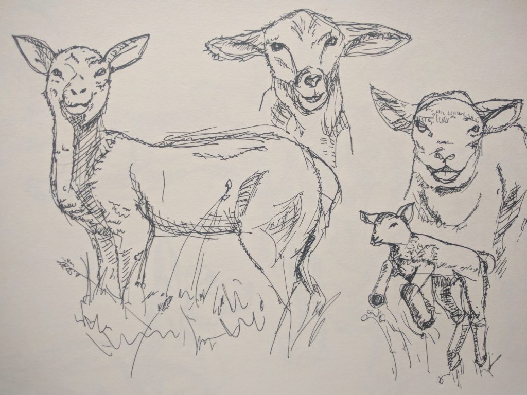 Ink sketches of three sheep and a lamb standing in grass.