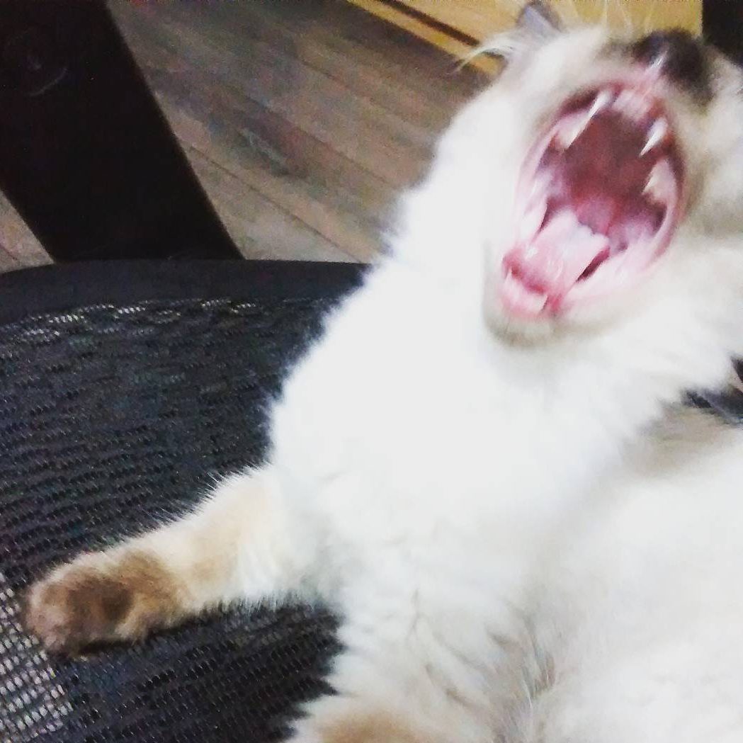 Cats are natural hunters.